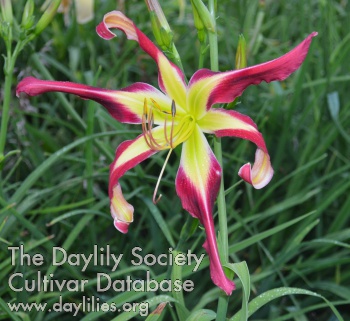 Daylily Behold Your Mother